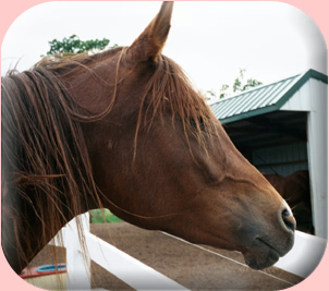 Head study of Arabian filly