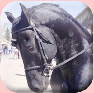 Friesian horse photo