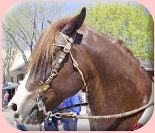 Peruvian Paso horse photo