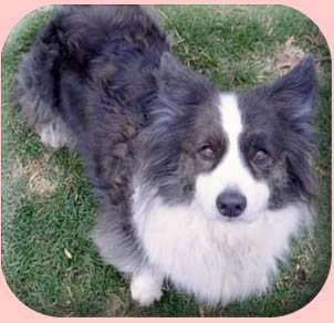 Cardigan Welsh Corgi dog photo